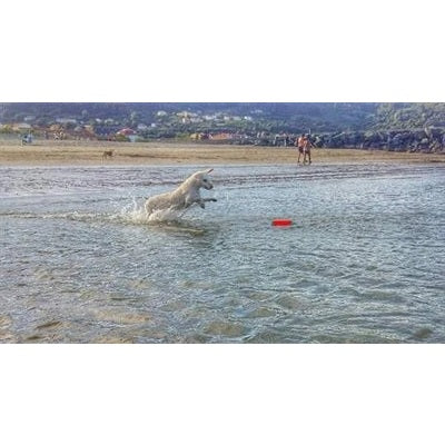 Chuckit Amphibious Bumper Assorti