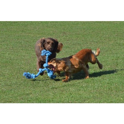 Happy Pet Flossin Fun 3 Knoop