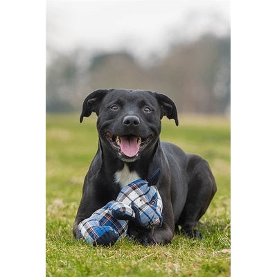 Rosewood Blueberry Beer Geruit Blauw